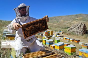تولید ۱۰۰تن عسل در زنبورستان‌های لامرد