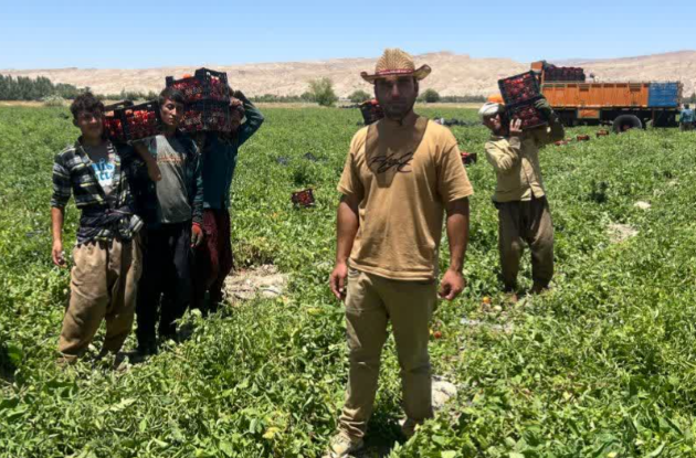 آغاز برداشت گوجه‌فرنگی از مزارع شهرستان مهر